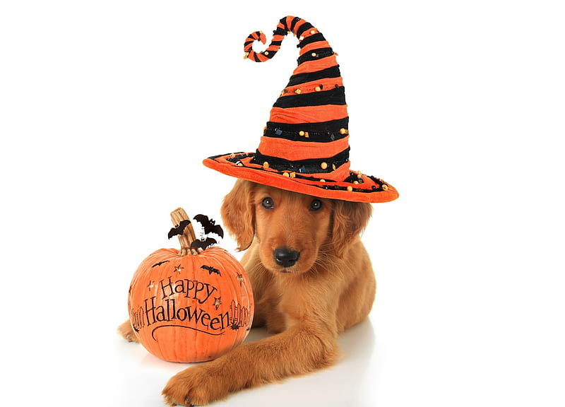 Happy Halloween!, orange, halloween, caine, hat, cute, pumpkin, anima, funny, white, puppy, dog, HD wallpaper