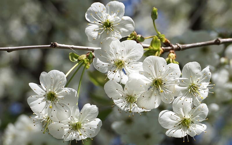 Plum Blossoms, macro, branch, blossoms, plum, white, HD wallpaper