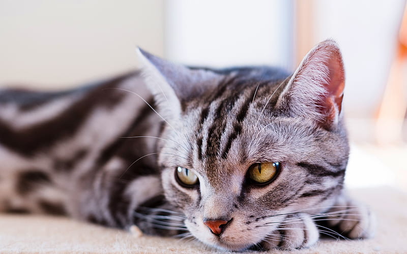 british shorthair tabby cat, pets, green big eyes, gray cat, cute animals, HD wallpaper