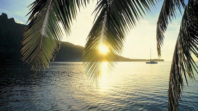 Cook's Bay, Moorea Island, Polynesia, water, palm, sunset, reflection, tropical, sea, HD wallpaper