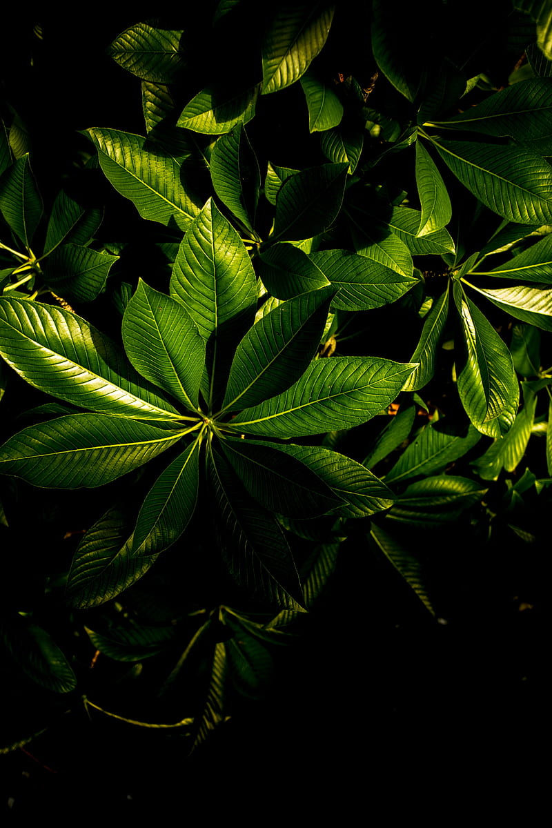 plant, veins, leaves, glossy, HD phone wallpaper