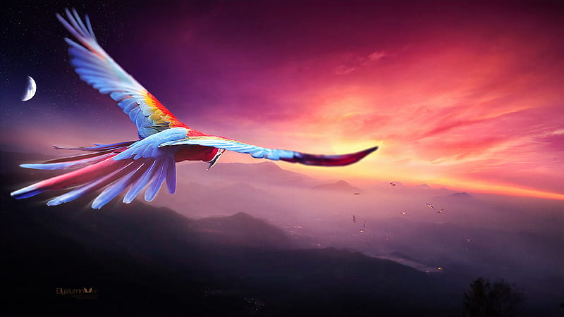 Macaw Flight Digital Art , macaw, parrot, birds, artist, artwork, digital-art, HD wallpaper