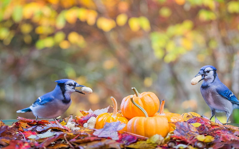 Blue jays, corvidae, bird, pumpkin, autumn, orange, pasari, toamna, blue jay, halloween, HD wallpaper