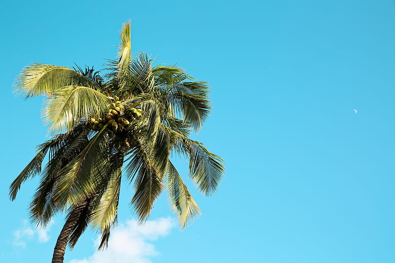 palm tree, tree, coconuts, sky, summer, HD wallpaper