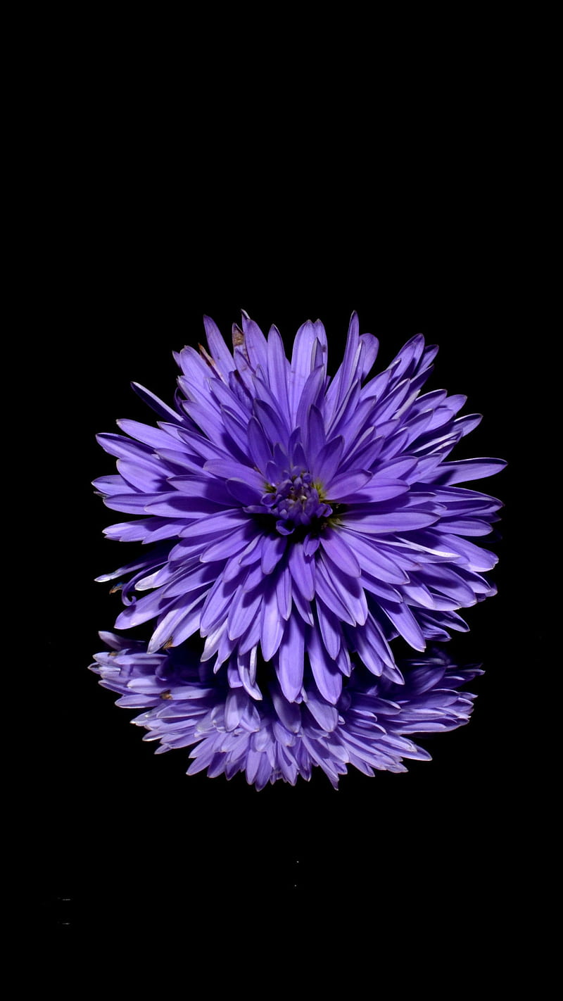 Purple Flower , background, blossom, flowers, dark, closeup, HD phone wallpaper