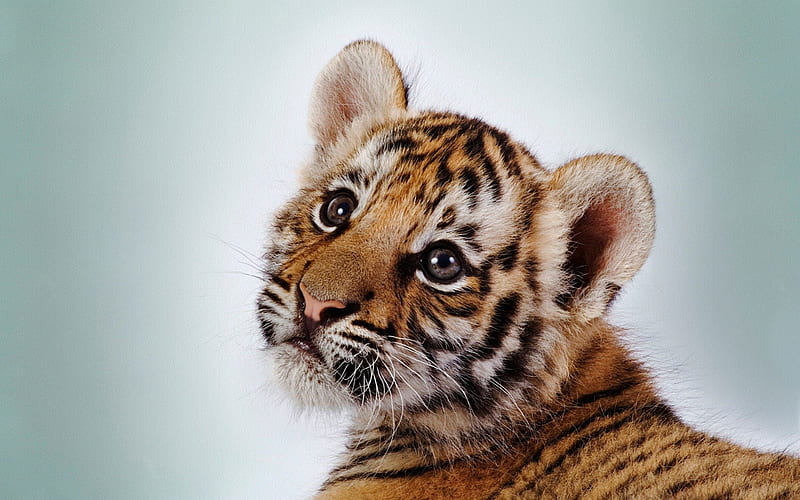 Cutest tiger cub, cub, tiger, wild life, big cat, HD wallpaper