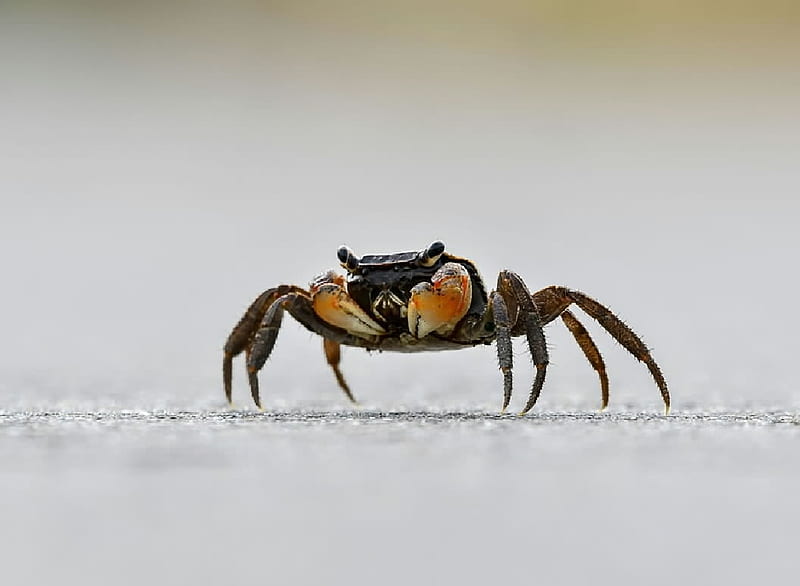 Crab, Animasla, Crustaceans, Carcinology, Zoology, HD wallpaper