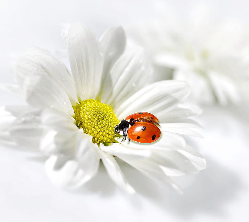 Daisy, chamomile, delicate, flowers, ladybug, spring, HD wallpaper