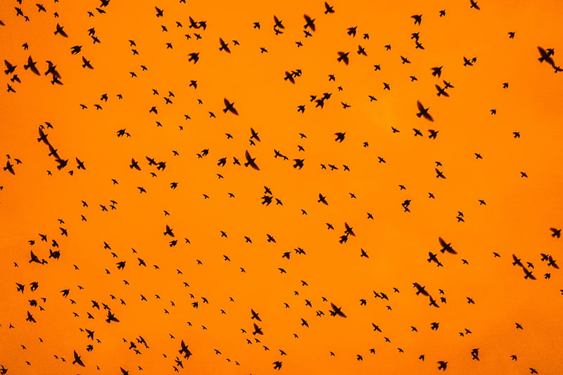 birds, silhouettes, flock, sky, orange, HD wallpaper