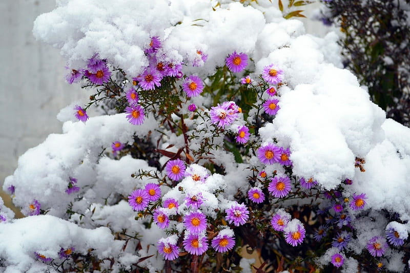 Winter Flowers, flower, bonito, snow, winter, HD wallpaper | Peakpx
