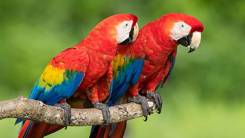 Two Red Blue Yellow Parrots Are Sitting On Tree Branch In Green Background Animals, HD wallpaper