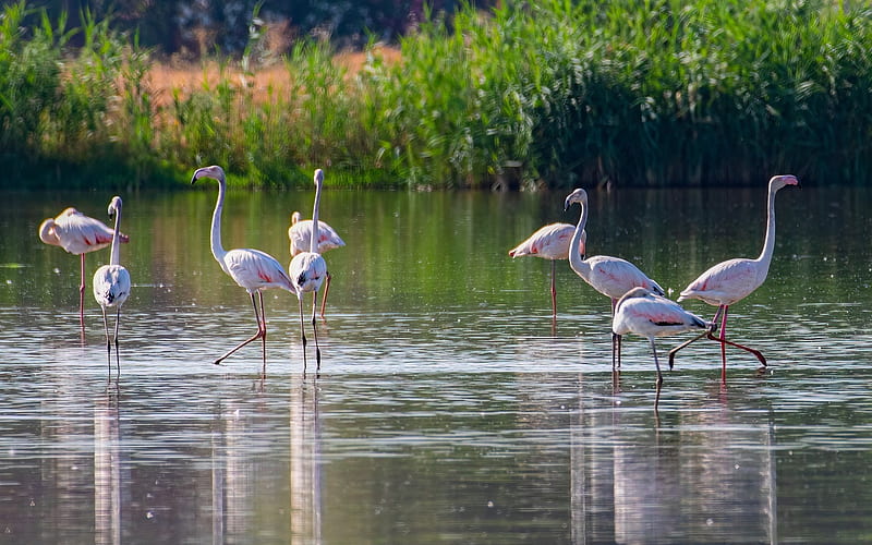 Flamingos, birds, water, reflections, reeds, HD wallpaper