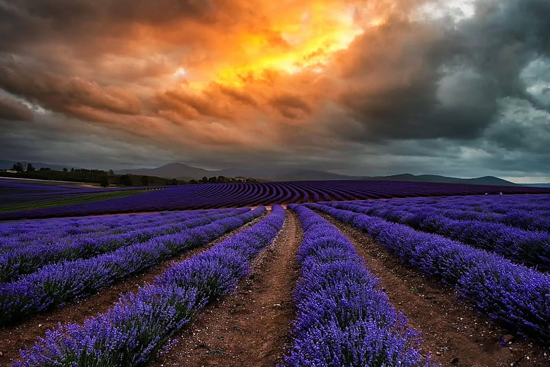 Lavender Field in Tasmania, australia, colors, sunset, clouds, sky, HD wallpaper