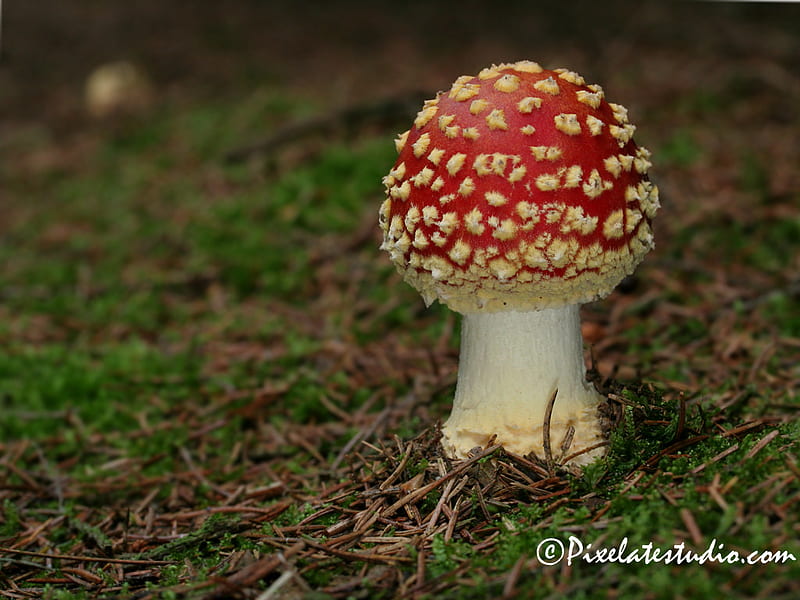 Mushroom, red, forest, polka-dot, fungus, fungi, HD wallpaper