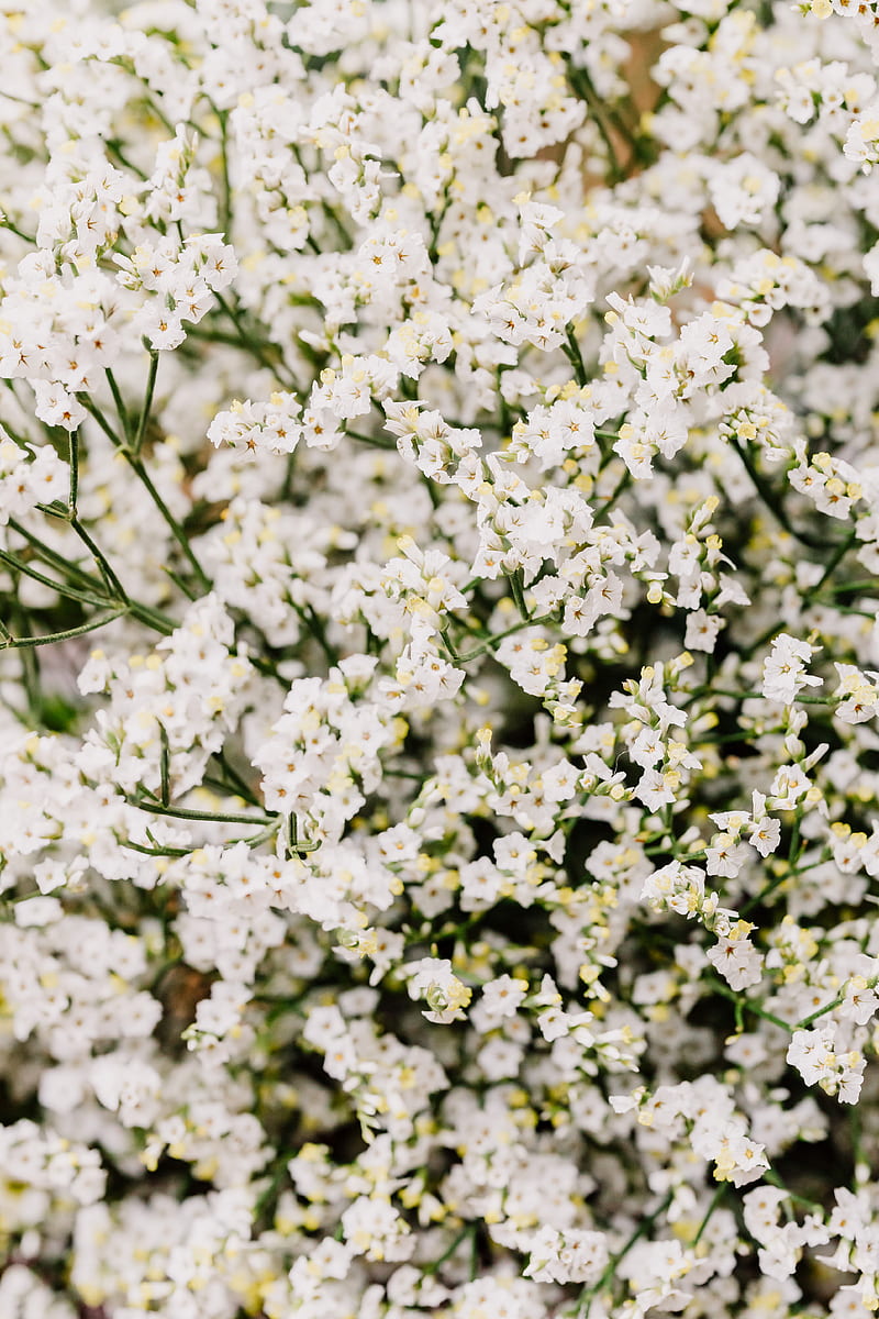 White Flowers on White Sand, HD phone wallpaper