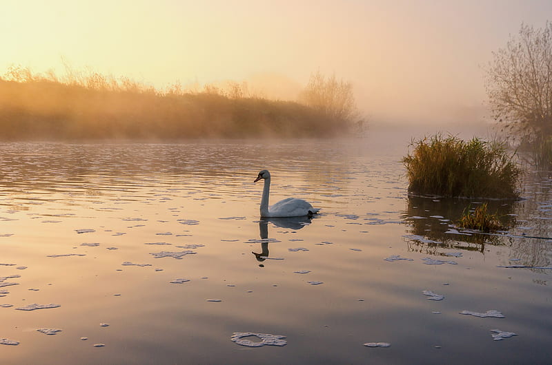 Lonely Swan On Misty Lake, HD wallpaper