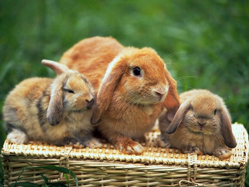 Rabbits in basket, rabbit, grass, basket, rodent, animal, HD wallpaper ...