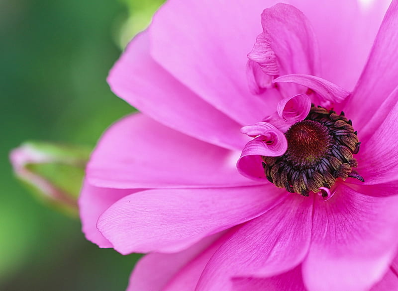 Anemone, vara, macro, black, flower, petals, pink, skin, summer, HD wallpaper