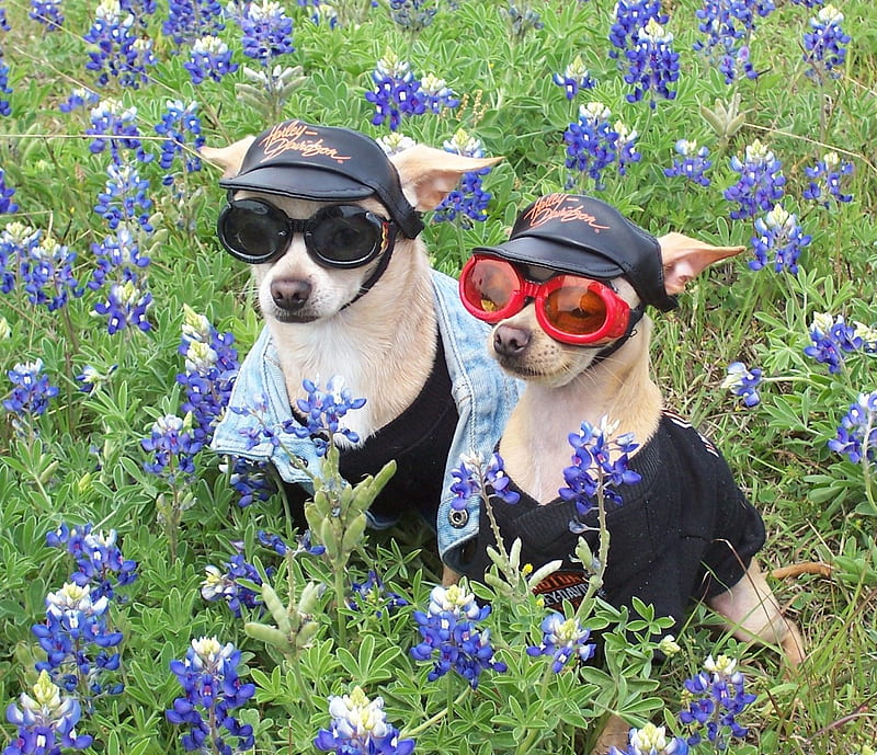 Chihuahua, animales, flores silvestres, mascotas, perros, primaveral, Fondo  de pantalla HD | Peakpx