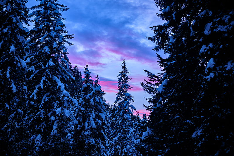 forest, trees, snow, sunset, sky, HD wallpaper