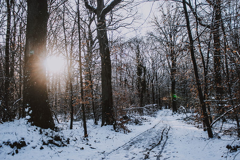 Bare trees covered with snow, HD wallpaper | Peakpx