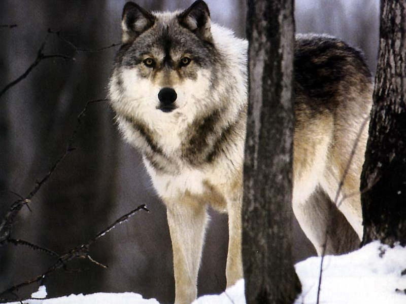 Wolf, lobo, loups, animal, HD wallpaper