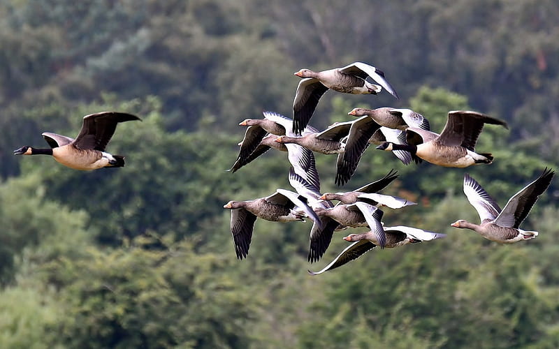 Canada Geese, birds, geese, animals, flight, HD wallpaper