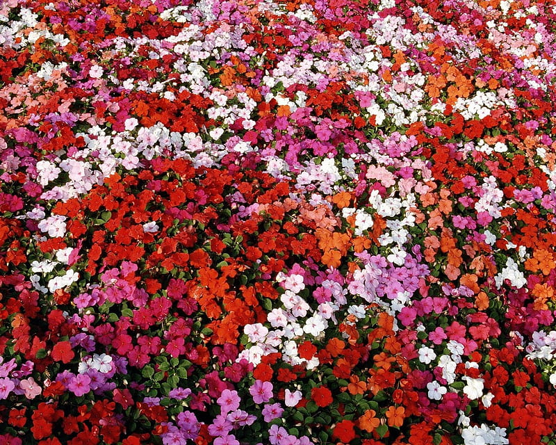 Sea of flowers (for Margarita), red, amazing, beautiful flowers, colourful flowers, purple, flowers, beauty, colours, white, field, HD wallpaper