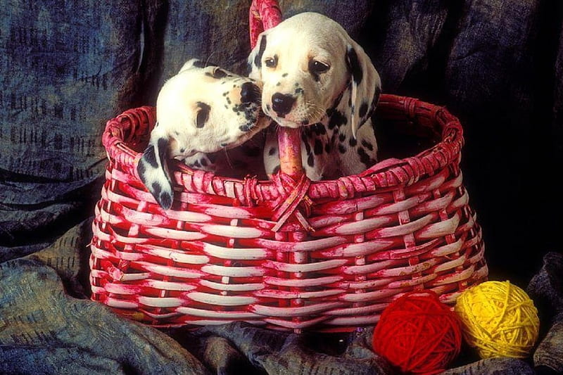 ..Dalmatian Puppies.., lovely, love four seasons, cute, puppies, yarns, two, basket, dalmatian, couple, animals, dogs, HD wallpaper