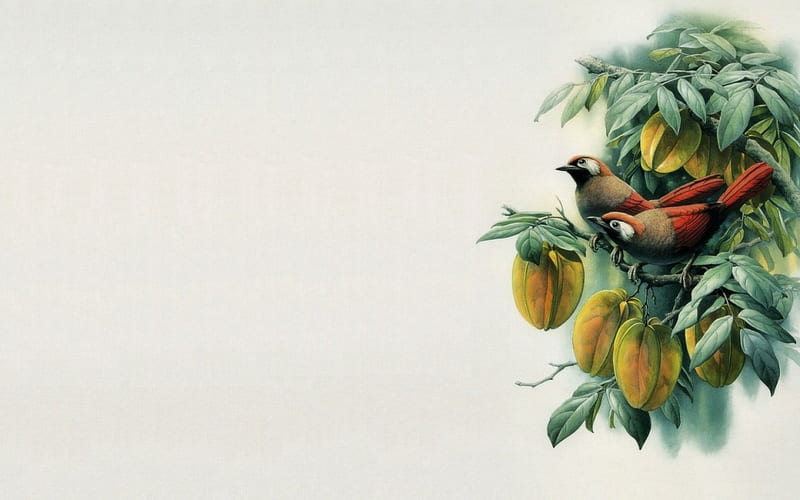 Birds and fruits, fruit, art, bird, green, yellow, white, minimalism, HD wallpaper