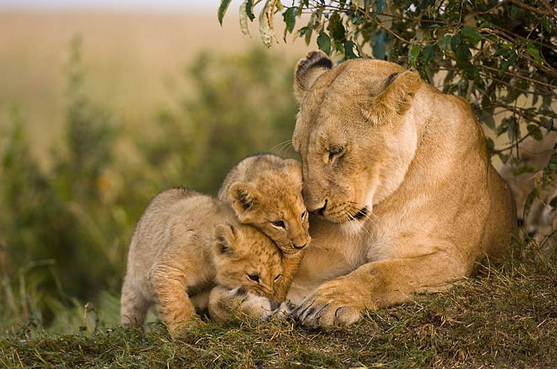 Lion love, feline, female, cub, jungle, wildlife, lion, animal, HD wallpaper