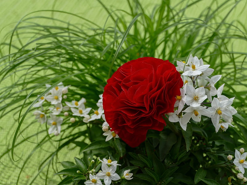 Rosa roja, flores de jazmín blanco, rojo, jazmín, verde, rosa, flores,  naturaleza, Fondo de pantalla HD | Peakpx