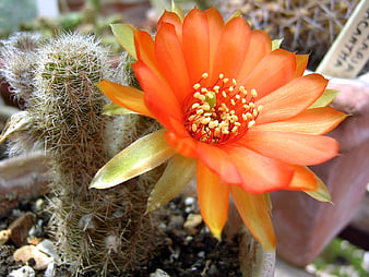 HD orange_cactus_flower wallpapers | Peakpx