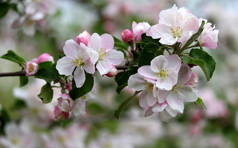 cherry blossom, spring flowers, sakura, tree branches, green leaves, spring, HD wallpaper