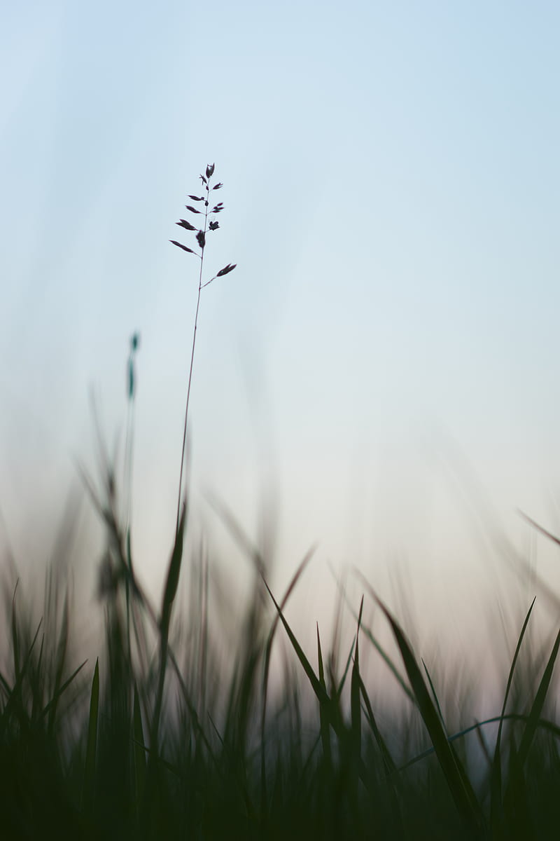 ear, grass, evening, plant, HD phone wallpaper