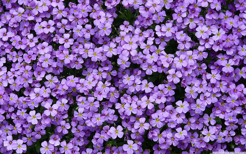 Aubrieta, purple, flowers, campanula, bedding flowers, HD wallpaper