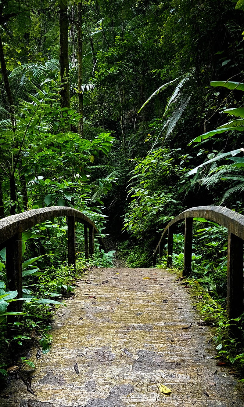 Natural Bridge, green, happy, jungle, love, nature, HD phone wallpaper |  Peakpx