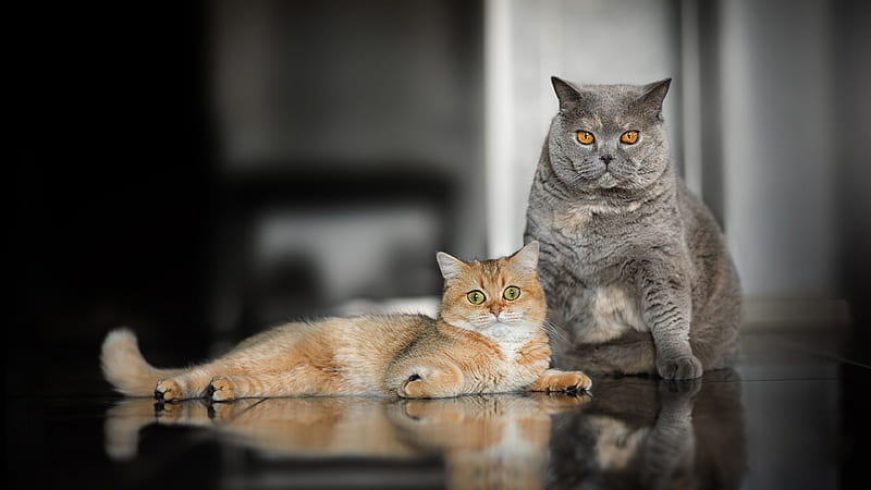 Gray Cat And Brown And White Cat Cat, HD wallpaper