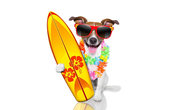 Surfer, caine, yellow, tongue, animal, card, sunglasses, jack russell terrier, summer, funny, dog, HD wallpaper