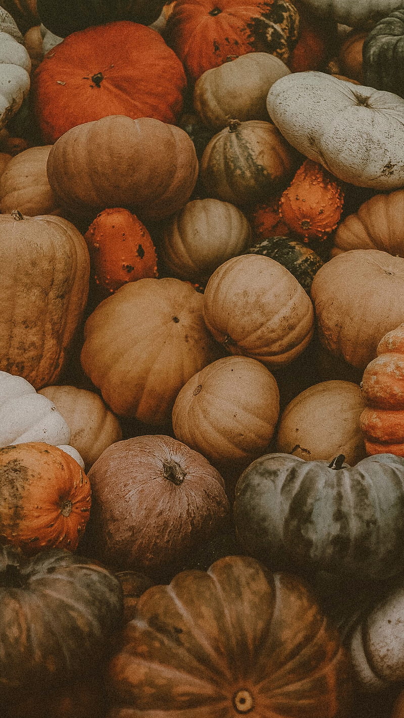 Various Pumpkins, pumpkin, fall, gourds, halloween, autumn, pumps18, HD phone wallpaper