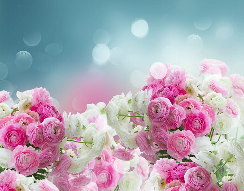 flowers, bokeh, ranunculus, flower, white, pink, blue, card, HD wallpaper