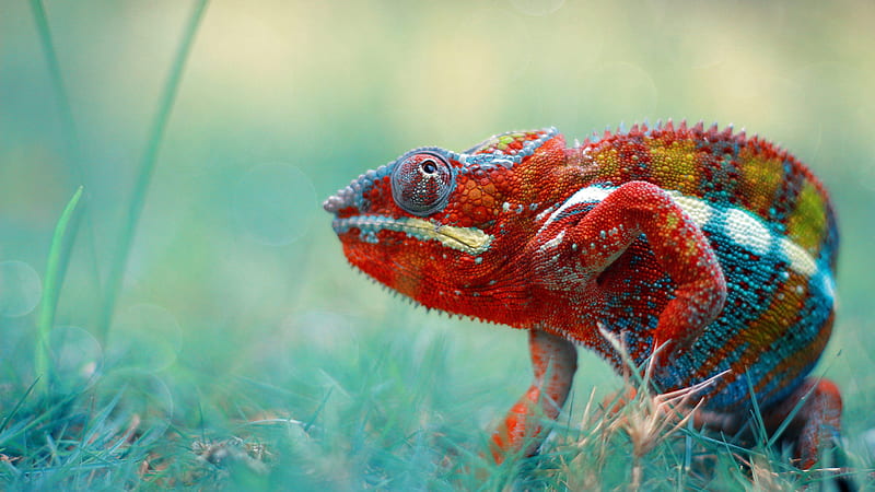 Lagarto camaleón colorido está de pie en el borroso camaleón, Fondo de  pantalla HD | Peakpx