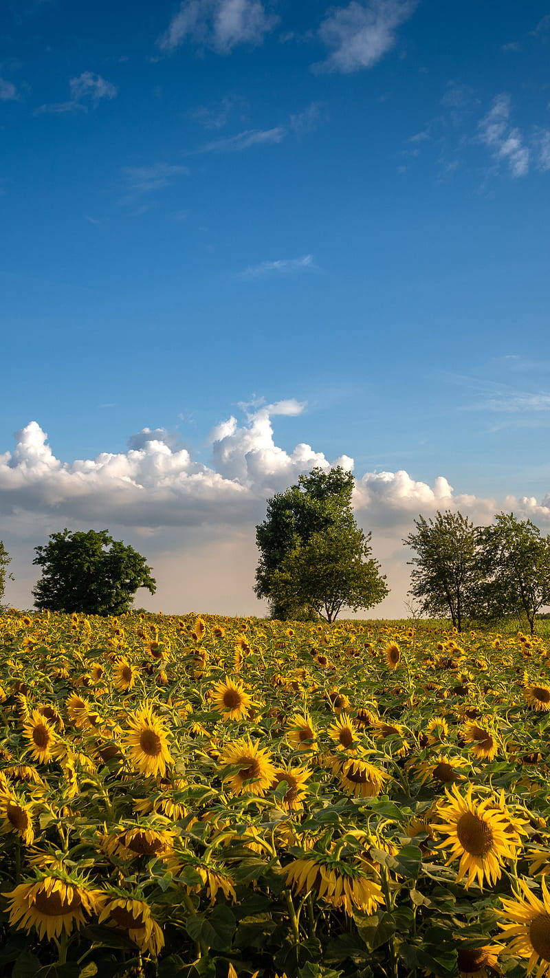 Girasoles, girasol, campo, cielo, nube, árbol, Fondo de pantalla de  teléfono HD | Peakpx