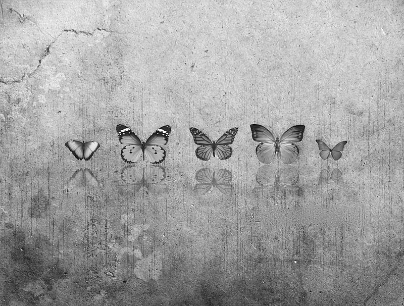 B&W BUTTERFLIES, hard, surface, black, butterflies, white, wall, HD wallpaper