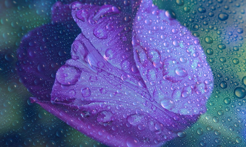 Rain Drops, water, lilac color, flowers, dew, drops, rain, tulip, HD ...