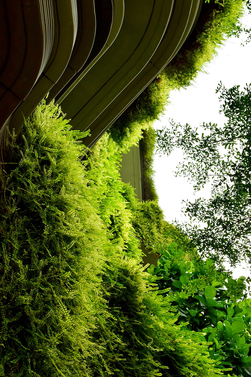 building, fern, plants, bushes, green, HD phone wallpaper