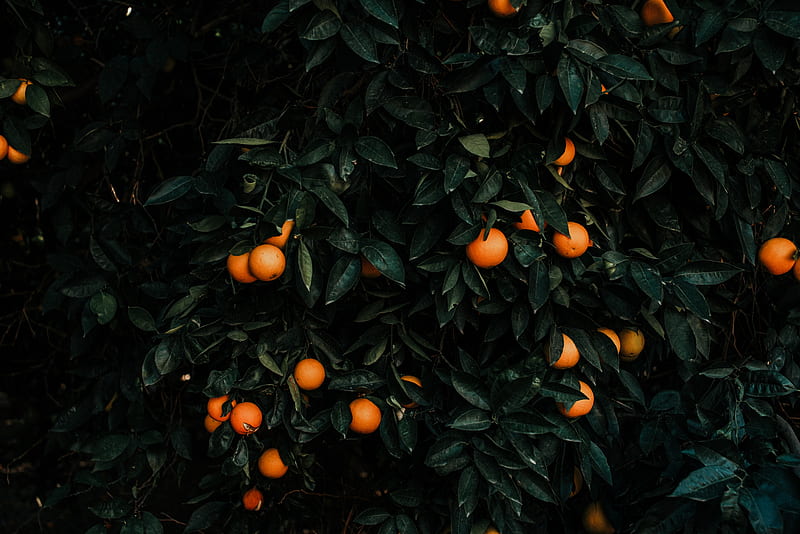 tangerines, bush, fruits, citrus, plant, HD wallpaper