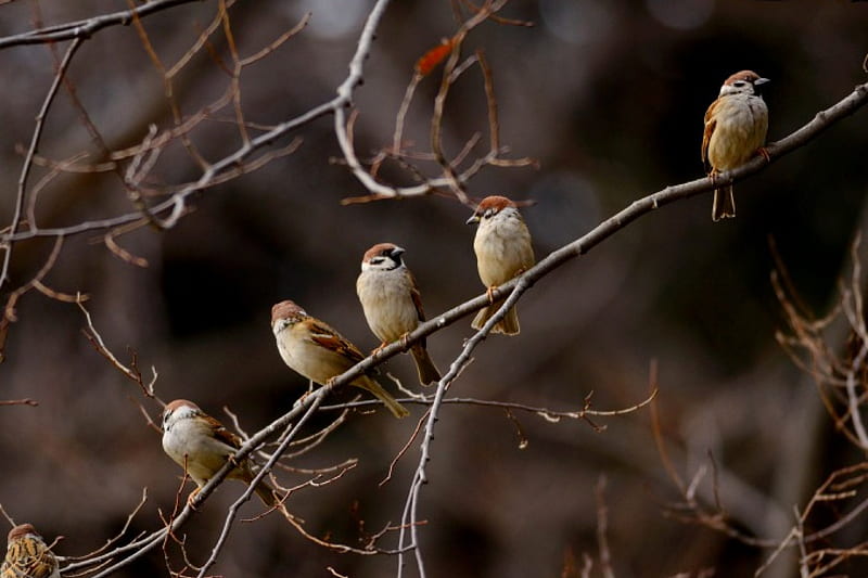 CUTE SPARROWS, birds, sparrows, trees, branch, HD wallpaper