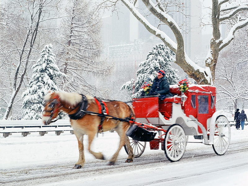 hansom cab central park, red, new york, romantic, christmas, holiday, trees, horse, winter, cold, snow, ride, white, HD wallpaper