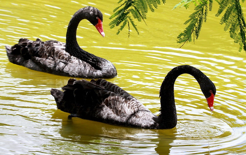 Beautiful Pair of Black Swans, ducks, birds, waterfowl, swans, HD wallpaper